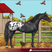 Horse Color:Black Appaloosa