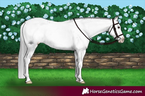 Horse Color:White Spotted Blue Onyx Chinchilla Appaloosa 