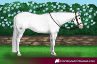 Horse Color:White Spotted Blue Onyx Chinchilla Appaloosa 