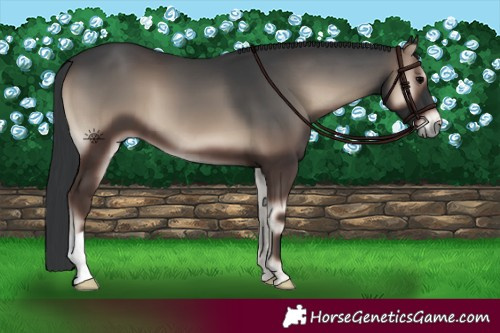 Horse Color:Blue Onyx 