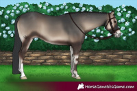 Horse Color:Blue Onyx 