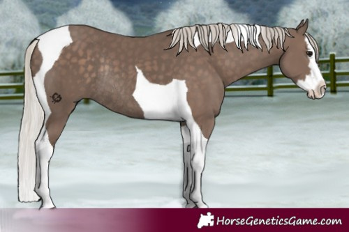 Horse Color:Silver Black Splash Tobiano Rabicano 