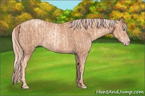 Horse Color:Gold Champagne Pearl Rabicano  and Gold Champagne Rabicano 