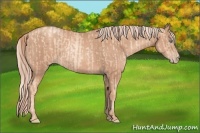 Horse Color:Gold Champagne Pearl Rabicano  and Gold Champagne Rabicano 