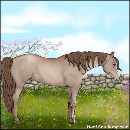 Horse Color:Brown Pearl  and Black Pearl 