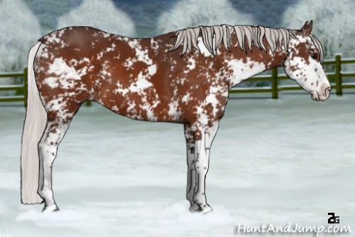Horse Color:Silver Bay Sabino 
