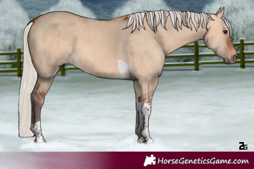 Horse Color:Silver Bay Dun Tobiano 