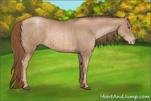 Horse Color:Liver Chestnut Pearl  and Liver Chestnut Pearl 