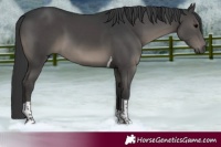 Horse Color:Black Tobiano 