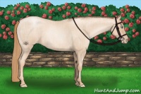 Horse Color:Gold Champagne Roan Pearl Rabicano  and Gold Champagne Roan Pearl Rabicano 