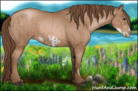 Horse Color:Brown Pearl  and Brown Pearl Frame 