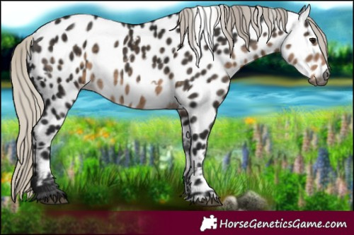 Horse Color:Gray White Spotted Silver Smoky Black Near Leopard 