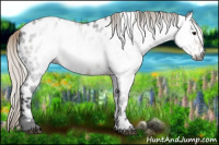 Horse Color:Gray White Spotted Silver Smoky Black Appaloosa 