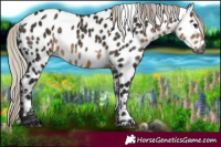 Horse Color:Gray White Spotted Silver Smoky Black Near Leopard 