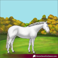 Horse Color:Chestnut Near Leopard 