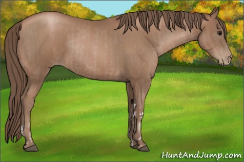 Horse Color:Black Pearl Tobiano and Black Pearl