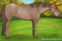 Horse Color:Black Pearl Tobiano and Black Pearl