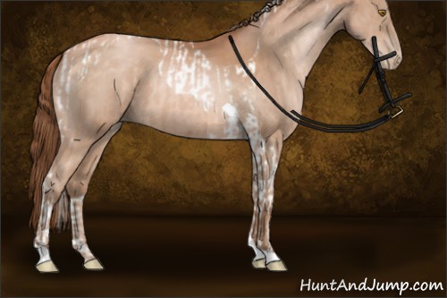 Horse Color:Bay Pearl Tobiano  and Bay Pearl Tobiano 