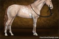 Horse Color:Bay Pearl Tobiano and Bay Pearl Tobiano