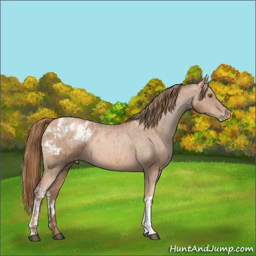 Horse Color:Liver Chestnut Pearl  and Liver Chestnut Pearl Appaloosa 