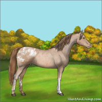 Horse Color:Liver Chestnut Pearl  and Liver Chestnut Pearl Appaloosa 