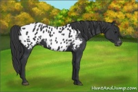 Horse Color:Black Appaloosa 