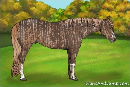 Horse Color:Liver Chestnut Pearl and Liver Chestnut