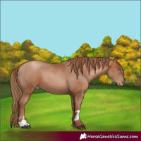Horse Color:Brown Pearl  and Black Pearl 