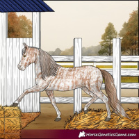 Horse Color:Liver Chestnut Pearl  and White Spotted Liver Chestnut Pearl 