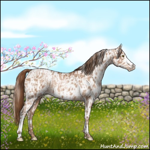 Horse Color:Brown Pearl  and Brown Pearl Appaloosa 