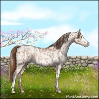 Horse Color:Brown Pearl  and Brown Pearl Appaloosa 