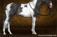 Horse Color:Liver Chestnut Tobiano Frame Rabicano 