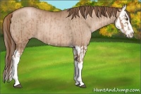 Horse Color:Liver Chestnut Pearl and Liver Chestnut Pearl Splash