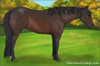 Horse Color:Brown 