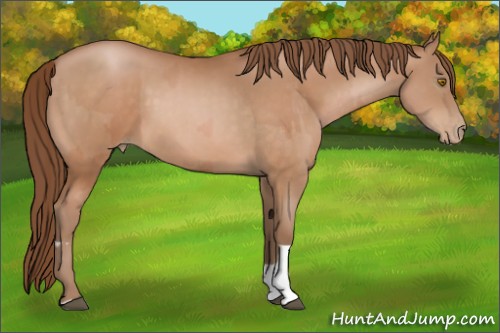Horse Color:Bay Pearl  and Brown Pearl 