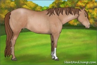 Horse Color:Bay Pearl  and Brown Pearl 