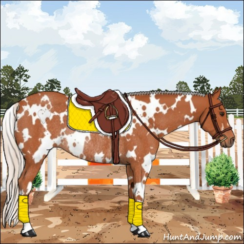 Horse Color:White Spotted Silver Brown Rabicano 