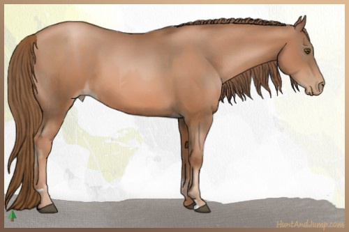 Horse Color:Liver Chestnut Pearl  and Liver Chestnut Pearl 