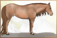 Horse Color:Liver Chestnut Pearl  and Liver Chestnut Pearl 