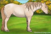 Horse Color:Gold Champagne Pearl Rabicano and Gold Champagne Roan Pearl Rabicano