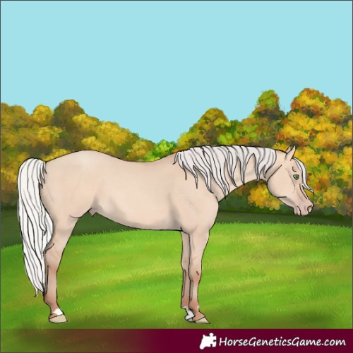 Horse Color:Silver Sable Champagne Dun 
