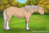 Horse Color:Silver Bay Dun 