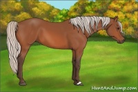 Horse Color:Silver Bay 