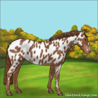 Horse Color:Chestnut Appaloosa 