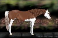 Horse Color:Chestnut Splash 