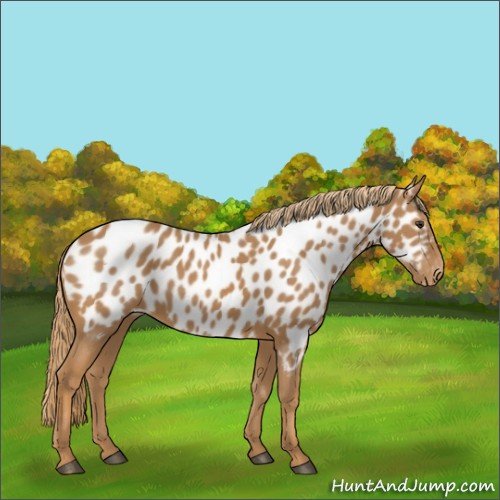 Horse Color:Chestnut Appaloosa 