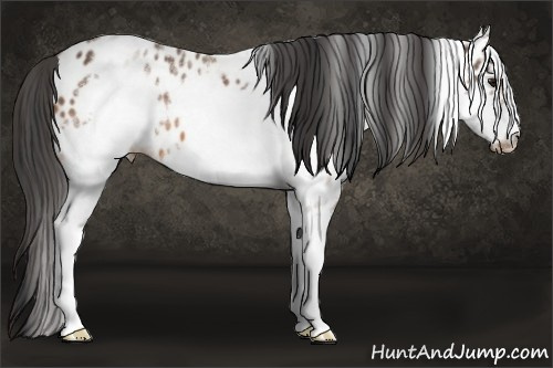 Horse Color:White Spotted Bay Frame Appaloosa