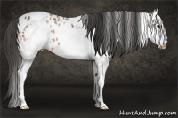 Horse Color:White Spotted Bay Frame Appaloosa
