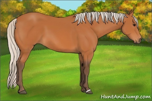 Horse Color:Silver Bay 
