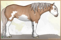 Horse Color:Silver Bay Dun Splash Frame Rabicano 